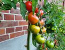 tomatenkurs im paradiesgarten maag westerwalsede  